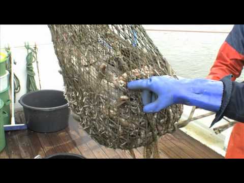 Die Elbfischer - Alltag an Bord eines Kutters