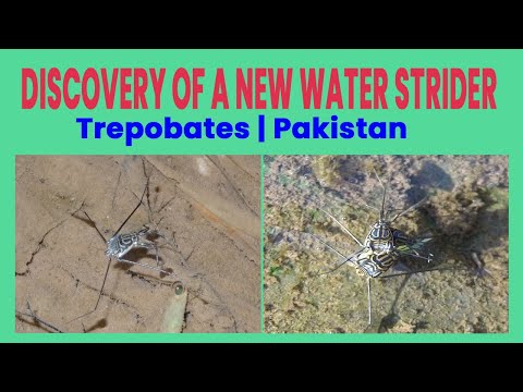 Discovery of the Genus Trepobates (Water Strider) in Pakistan and Asia | a Putative New Species
