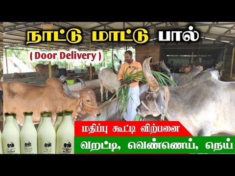 🐂🥛A country cow looking for milk! The young man who made the village look back!