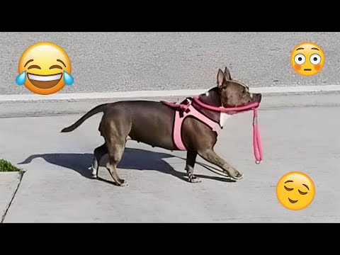 I dare you not to LAUGH at these FUNNY DOGS 😁🦮 - Best Funny Animals Videos 2025 #60
