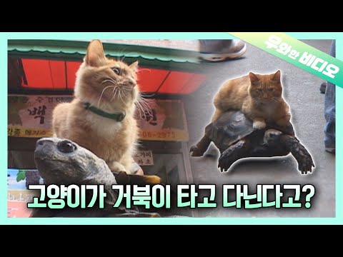 This Kitty's Private Vehicle is a TURTLE (Plus, She's a Good Driver)