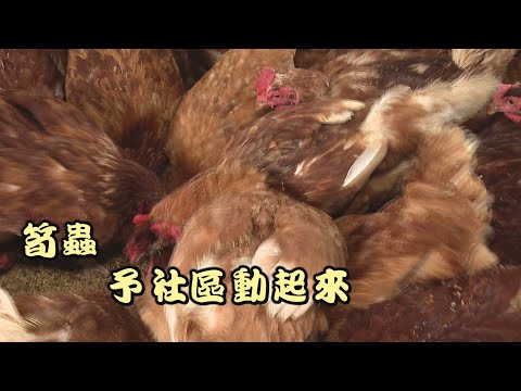 黑水虻帶動嘉義農村的經濟發展 蟲蟲的循環經濟! [ 筍蟲 予社區動起來 ] 2023.10.08 台灣記事簿 第210集