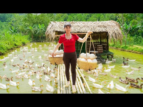 TIMELAPSE -- CEO Girl Harvesting 1000+ Ducks Eggs, Go to Market Sell & Cook Ducks Eggs Traditionally