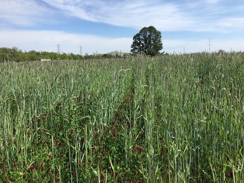 Preparing soil for cover cropping