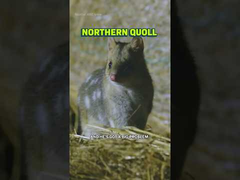 This Adorable Animal Needs “Genetic Rescue”