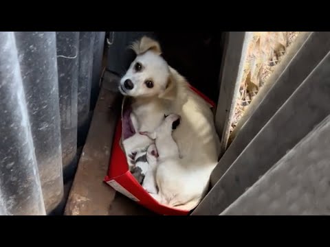 Abandoned, pregnant mother dog hid in a corner of the garden trying to give birth to 8 puppies