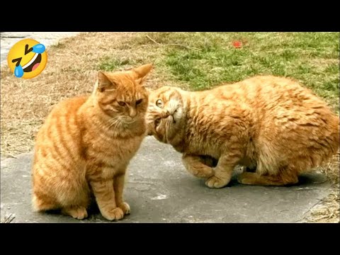 Hilarious Cats & Dogs 2025 😂 #6 | Funny Animal Videos