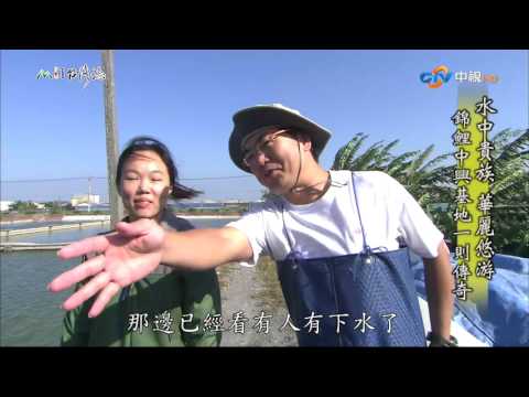 【MIT台灣誌 #500】水中貴族 華麗悠游~錦鯉中興基地一則傳奇_1080p
