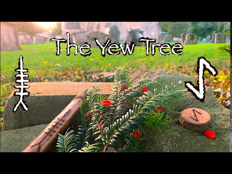Yew. Mythology, Symbolism and Folklore of the Yew Tree (Ioho / Eiwaz)