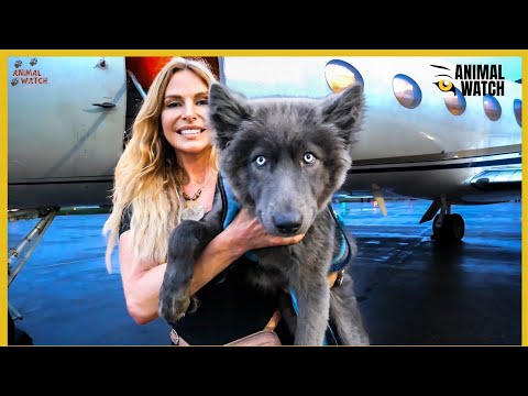 THE BLUE WOLFDOG / How I flew River to the UK / Ep 2