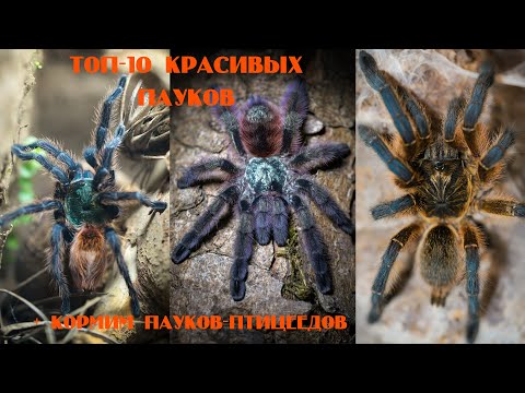 ТОП-10 самых красивых пауков-птицеедов. Кормление