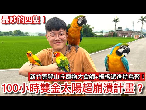 炸耳膜？據說超兇殘的金太陽接回家究竟能否被馴服？100小時養兩隻「超吵等級」的鳥超越極限！【鸚鵡小木屋】【100小時企劃EP7】