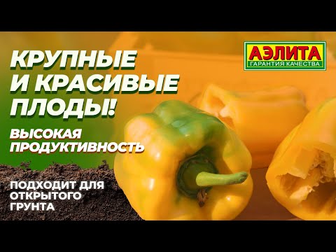 Large-fruited sweet pepper GOLDEN GIANT F1 – new for 2026! Wall thickness up to 10 mm!