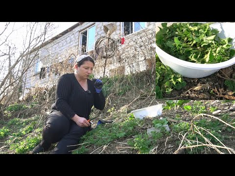 Գարնան ԱՌԱՋԻՆ ԲԱՆՋԱՐԸ Քաղեցինք Էլ Կերանք Էլ - Խի Համո՜վ - Շամշադինի Համը - Шамшадин