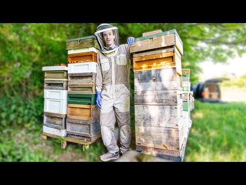 Summer beekeeping - adding honey boxes, splitting colonies and swarm control