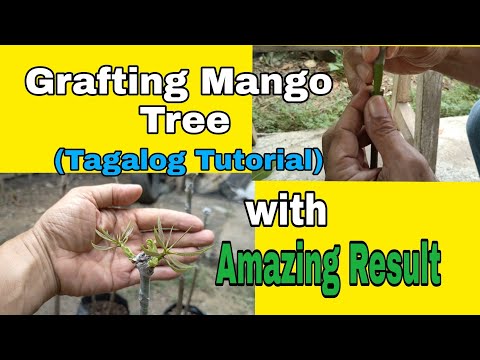How to Graft Mango Tree?||Grafting Mango tree.||With amazing result. (Tagalog Tutorial)  Bert DC