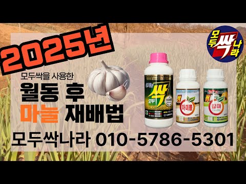 [모두싹나라] 2025년 마늘 주요 병해충 설명과 잎 끝이 노래지고 마를 때! 월동 후 마늘 모두싹 살포방법까지