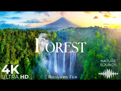 Forest Wonderland 4K • Nature Sounds Relaxation Film with Deep Calming Music | Ultra HD Video