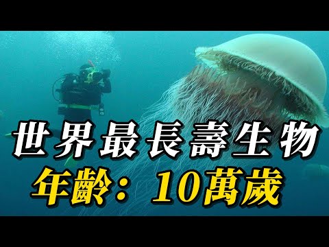 全世界最長壽的10種生物！烏龜只能排第7，第壹名年齡超過10萬歲，99.9%人都不知道的長壽秘訣！#科普 #野生动物 #animals #動物世界 #野生生物 #动物 #動物