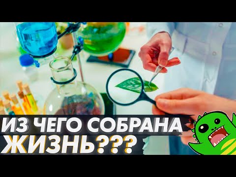 ИЗ ЧЕГО СОБРАНА ЖИЗНЬ? Жиры, углеводы, ДНК и РНК. | [Немного БИОХИМИИ]