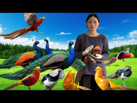 The Simple Life of a Young Girl and Her Pet Birds in the Countryside | bird farm