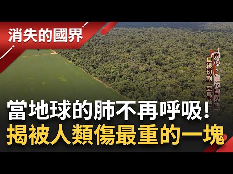 當地球之肺不再呼吸！樹木自然死亡遽增"雨林排放二氧化碳比吸收的多" 專家示警：人類現起不再砍樹.焚林也來不及了 揭地球上被人類傷最重的一塊│李文儀主持│【消失的國界完整版】20230415│三立新聞台