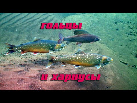 Как растут, размножаются гольцы и хариусы.
