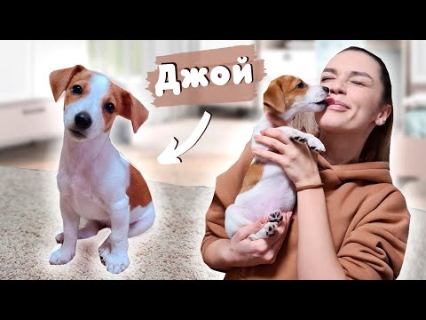Знакомьтесь, Джой! || Как Воспитывать Щенка? #1