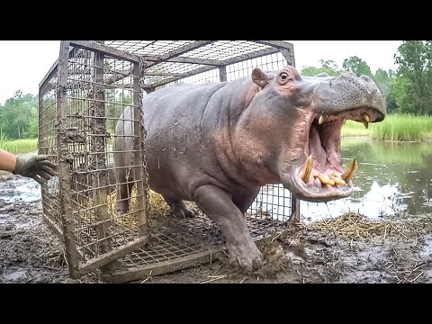 Watch These Animals Being Freed For The First Time 🥹