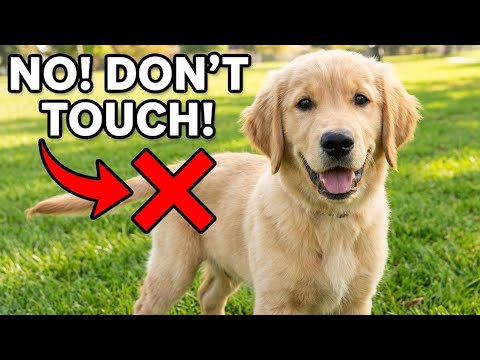 Never Touch Your Dog Here (Most Owners Don’t Know This)