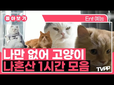 【#TVPP】 나만 없어 고양이🐱, 나혼산 고양이 1시간 모음 | 나혼자산다 | TVPP | MBC 240412 방송 외