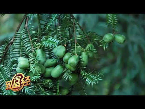 小小香榧，价值不菲！他靠种植香榧赚了大钱，用5斤青果变1斤干果，竟能卖到500元！|「致富经」20230206