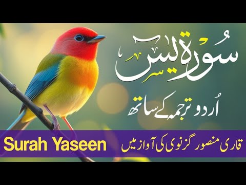 Surah Yaseen With Urdu Translation By Qari Mansoor Ghaznawi I Urdu And Hindi Tarjuma Episode 09