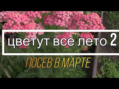 Самые Долгоцветущие цветы, посев на рассаду В МАРТЕ 2 выпуск