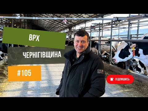 #105 ФЕРМА 🐄 Корови. Прив'язне утримання худоби.
