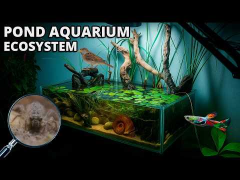 I Built an Aquarium-Pond and It Filled With Life