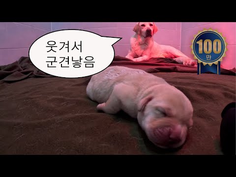 따끈따끈 콩떡인절미 [군견이 되 ep.1]