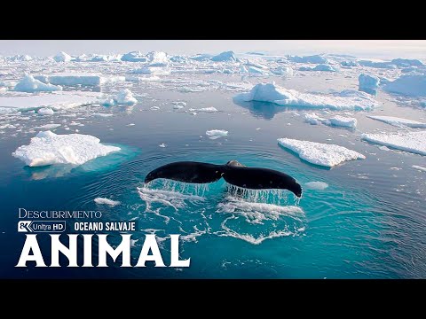 Gigantes Salvajes del Océano | Las Criaturas Más Poderosas del Mar