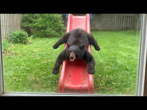 When Animals Think No One’s Watching 😂 Backyard Edition