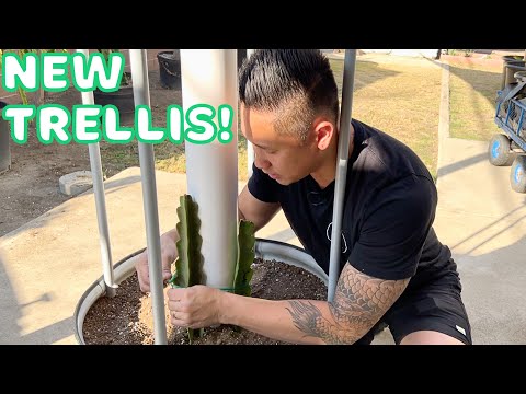 Testing Out A New Dragon Fruit Treliis System! VEGO Garden Rolling Planter