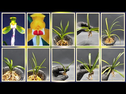 @무시로난초 2025년 12월 19일 금요일 황비 녹호 중투호 서호반 청양 입변호 입변 서반 달마복륜 사계