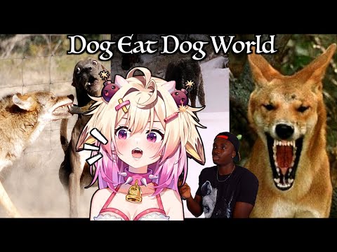 The Candid Affairs of the Canine Family | rosiebellmoo reacts to Casual Geographic