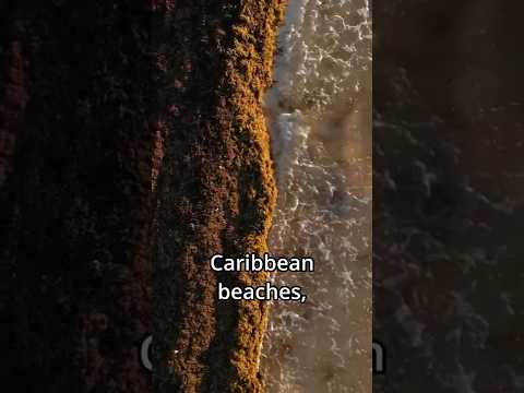 Rum and Sargassum Powered Cars?