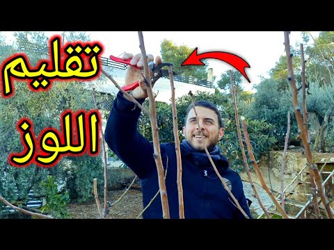 تقليم أشجار اللوزيات بطريقة علميا عالمية، (نهاية موسم التقليم الشتوي) مثال شجرة اللوز