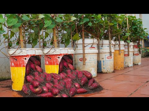 Try this secret to growing Sweet Potatoes in plastic barrel, lots of tubers and very sweet to eat