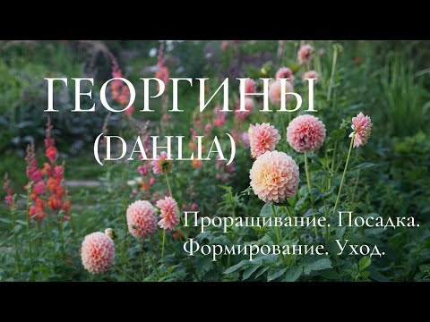 ГЕОРГИНЫ (DAHLIA). ПРОРАЩИВАНИЕ.  ПОСАДКА.  ФОРМИРОВАНИЕ.  УХОД.