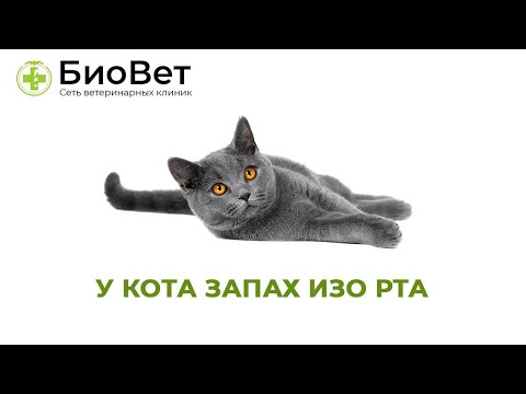 Π£ ΠΠΎΡΠ° ΠΠ΅ΠΏΡΠΈΡΡΠ½ΡΠΉ ΠΠ°ΠΏΠ°Ρ
ΠΈΠ·ΠΎ Π ΡΠ° π // ΠΡΠΈΡΠΈΠ½Ρ ΠΈ ΠΠ΅ΡΠ΅Π½ΠΈΠ΅