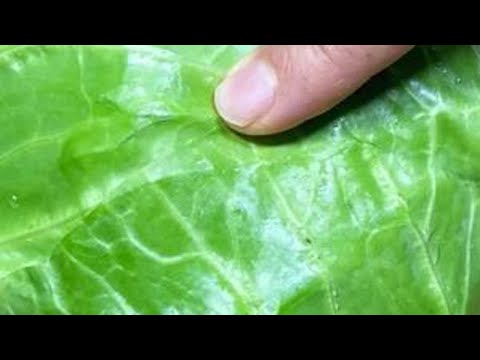 炒包菜，切记不要直接下锅炒，大厨教你一招，清脆爽口好吃又下饭 炒包菜，切记不要直接下锅炒，大厨教你一招，清脆爽口好吃又下饭#美食教程 #低卡低脂餐 #日常做饭 #美食vlog