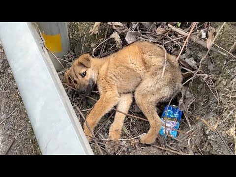 Exhausted from hunger and heat, the skinny puppy tried to crawl up the mountain in search of food