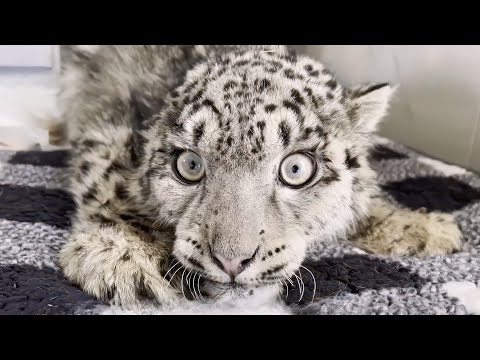 雪豹幼崽受重伤 连夜转移展开救助 拯救“凌小蛰” 我们实际拯救了什么？